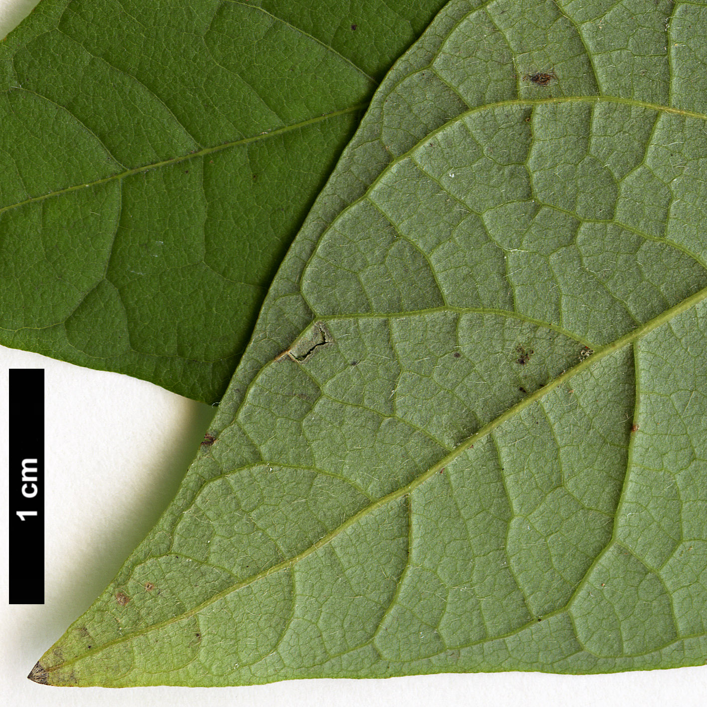 High resolution image: Family: Lauraceae - Genus: Lindera - Taxon: sericea - SpeciesSub: var. glabrata